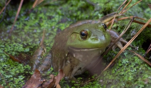 American Bullfrog Last Mile Photography 
