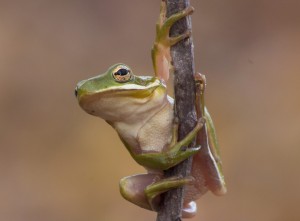 American Green Tree Frog 