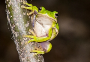 treefrog1