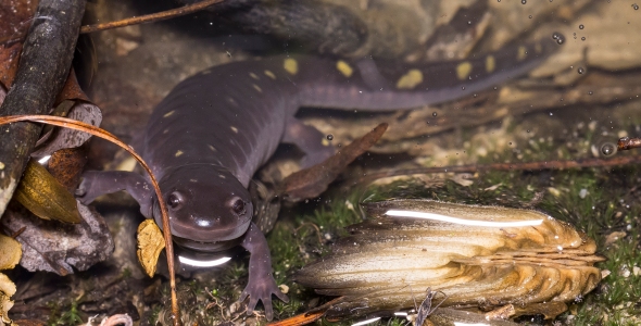 salamander_2